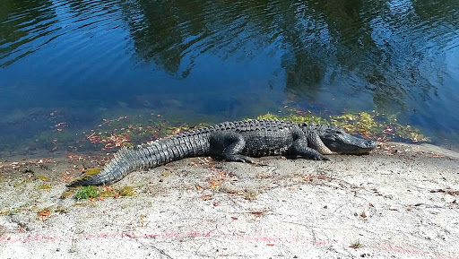 Private Golf Course «Sea Island Golf Course», reviews and photos, 100 Retreat Avenue, Saint Simons Island, GA 31522, USA