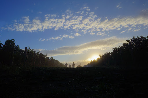 Winery «Patton Valley Vineyard», reviews and photos, 9449 SW Old Highway 47, Gaston, OR 97119, USA