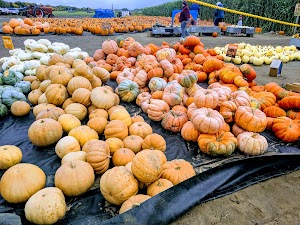 Twin Cities Maze - photo 1