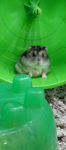 Pet Supply Store «PetSmart», reviews and photos, 5722 Fairmont Pkwy, Pasadena, TX 77505, USA