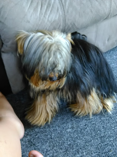 Pet Supply Store «PetSmart», reviews and photos, 5241 Monroe St, Toledo, OH 43623, USA