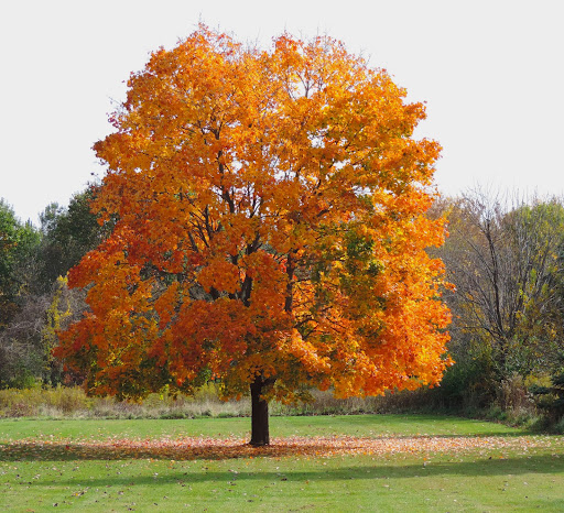 Nature Preserve «Oakhurst Forest Preserve», reviews and photos, 1680 5th Ave, Aurora, IL 60504, USA