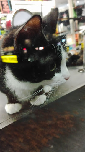 Animal Rescue Service «Motley Zoo Animal Rescue», reviews and photos, 16715 Cleveland St A, Redmond, WA 98052, USA