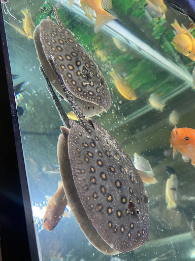 Pet Store «Jules Pet Shop», reviews and photos, 2214 N Milwaukee Ave, Chicago, IL 60647, USA