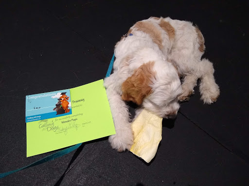 Dog Trainer «Calling All Dogs», reviews and photos, 6088 S Highland Dr, Holladay, UT 84121, USA