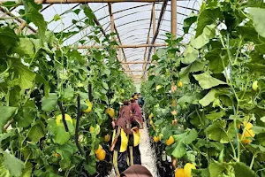 Wisata Petik Buah Greenhouse TP. Miftahul Ulum image