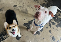 Pup Pup & Away - Photo 2 - Car repair in San Antonio, TX, San Antonio