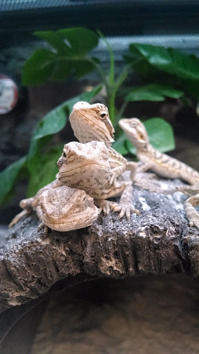 Pet Supply Store «Petco Animal Supplies», reviews and photos, 5994 Montana Ave, El Paso, TX 79925, USA