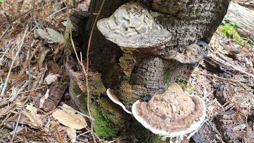 Nature Preserve «LandPaths Grove of Old Trees», reviews and photos, 17599 Fitzpatrick Ln, Occidental, CA 95465, USA