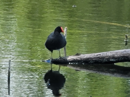 Park «A.D. (Doug) Barnes Park», reviews and photos, 3401 SW 72nd Ave, Miami, FL 33155, USA