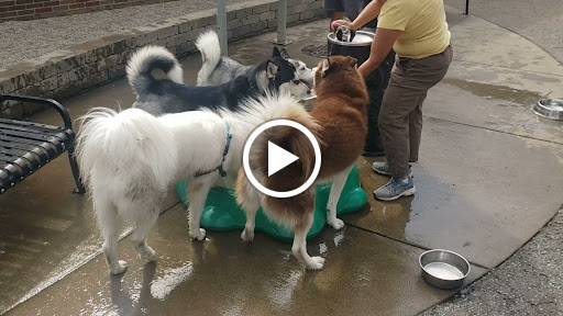 Dog Park «Portage Dog Friendly Area», reviews and photos, 4100 N Long Ave, Chicago, IL 60641, USA