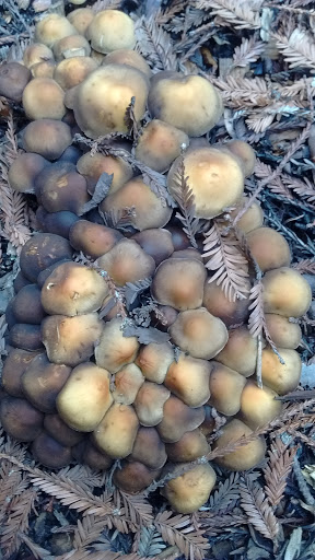 Golf Course «Mill Valley Golf Course», reviews and photos, 280 Buena Vista Ave, Mill Valley, CA 94941, USA