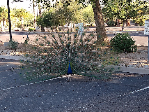 Park «Sahuaro Ranch Park», reviews and photos, 9802 N 59th Ave, Glendale, AZ 85302, USA