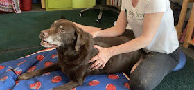 Dogs Body Canine Massage Therapy