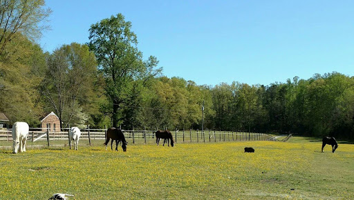 Tidewater Equine Clinic & Farm Animal Services image