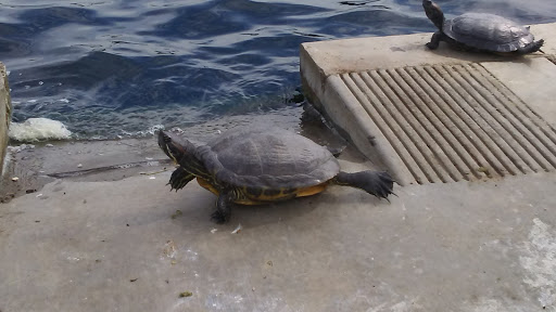 Park «Don Knabe Community Regional Park», reviews and photos, 19700 Bloomfield Ave, Cerritos, CA 90703, USA