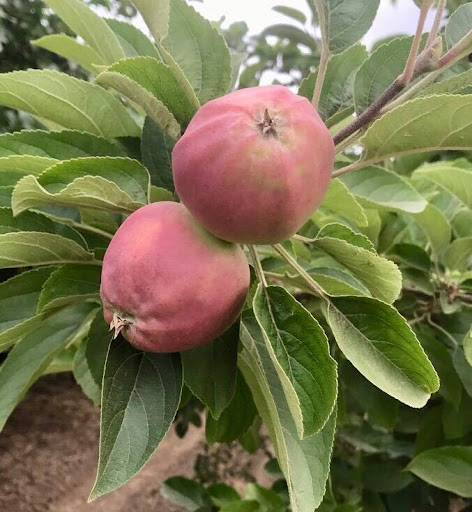 Produce Market «B&P Hitz Fruit Farm (Apples N Produce)», reviews and photos, 14070 Wilco Hwy NE, Woodburn, OR 97071, USA