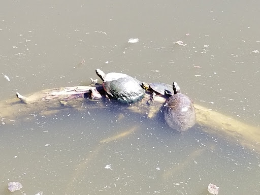 Park «Belmar Park», reviews and photos, 801 S Wadsworth Blvd, Lakewood, CO 80226, USA