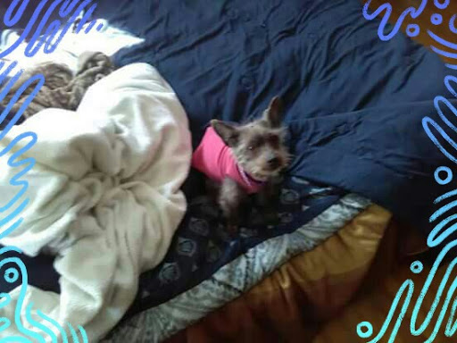 Pet Store «Pet Valu», reviews and photos, 611 Berlin-Cross Keys Rd, Sicklerville, NJ 08081, USA