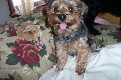 Pet Supply Store «Pet Supplies Plus», reviews and photos, 345 Willow Bend, Crystal, MN 55428, USA