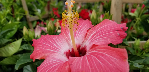 Department Store «Rural King», reviews and photos, 4000 W Bethel Ave, Muncie, IN 47304, USA