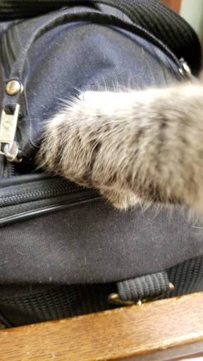 Animal Shelter «Humane Society of Ocean City», reviews and photos, 1 Shelter Rd, Ocean City, NJ 08226, USA