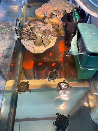 Bird Shop «Gallegos Pet Shop», reviews and photos, 3131 W 80th St, Hialeah, FL 33018, USA