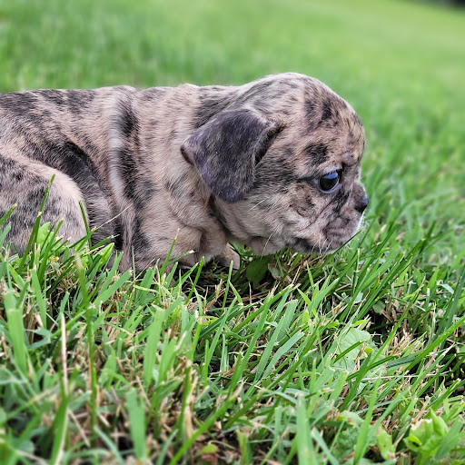 Pet Store «PV Pets», reviews and photos, 233 S Broadway, Pennsville, NJ 08070, USA