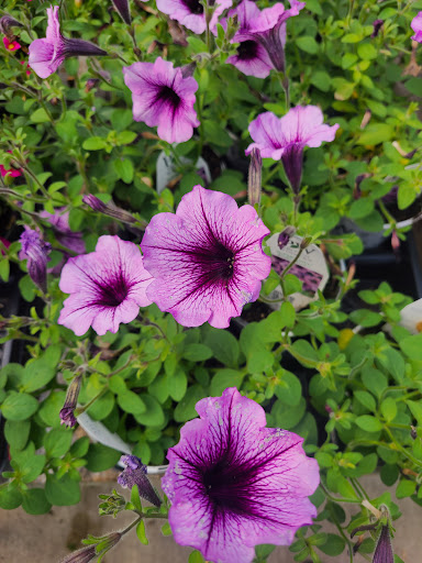 Florist «Park Place Florist and Garden Center», reviews and photos, 72 Park St, Rutland, VT 05701, USA