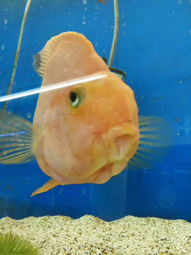 Tropical Fish Store «Aquatic Treasures/Bruces Pond Shop», reviews and photos, 20708 Gudith Rd, Brownstown Charter Twp, MI 48183, USA