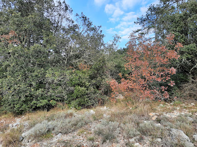 Sentier Botanique Lagorce Ardeche à Lagorce