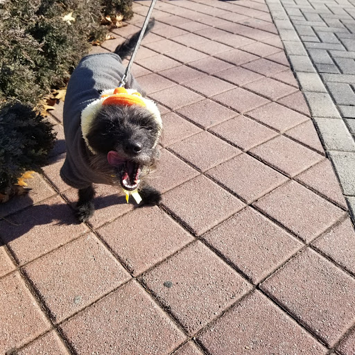 Park «Constitution Park», reviews and photos, Fletcher Ave & Lewis St, Fort Lee, NJ 07024, USA