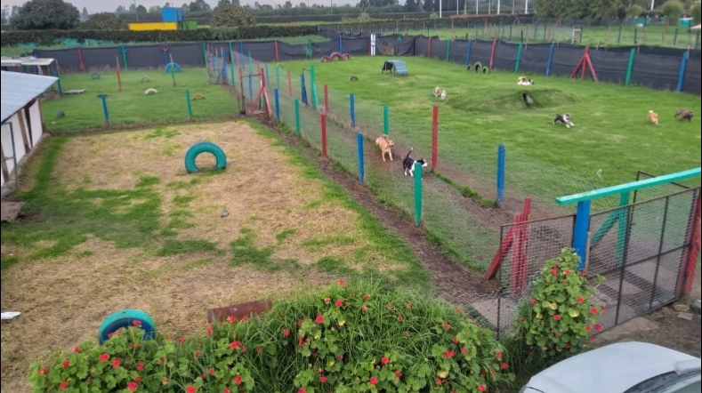 Club canino Vida Animal