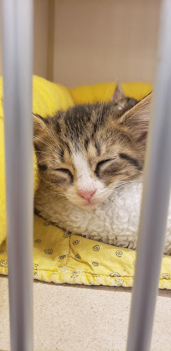 Pet Supply Store «PetSmart», reviews and photos, 2255 Pine Ridge Rd, Naples, FL 34109, USA