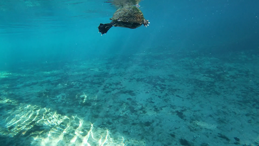 Canoe & Kayak Rental Service «Wekiva Island», reviews and photos, 1014 Miami Springs Dr, Longwood, FL 32779, USA