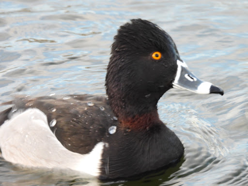 Park «Trailside Point Park», reviews and photos, 7215 W Vineyard Rd, Laveen Village, AZ 85339, USA