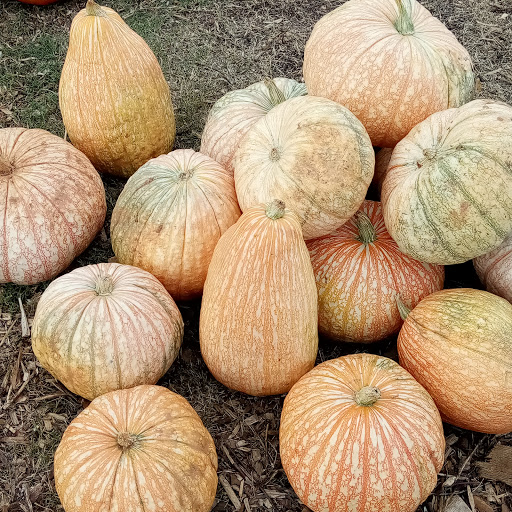 Farm «Warbington Farms (U-Pick Strawberries)», reviews and photos, 5555 Crow Rd, Cumming, GA 30041, USA