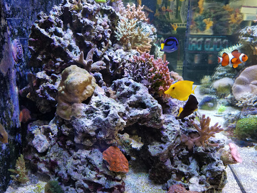 Aquarium Shop «Sea Creature Aquarium», reviews and photos, 1455 Mineral Spring Ave, North Providence, RI 02904, USA