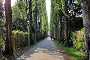 Assistens Cemetery image