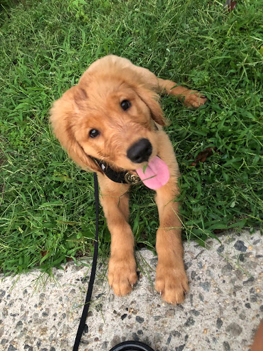 Pet Store «The Pet Shoppe», reviews and photos, 1284 NJ-35, Middletown, NJ 07748, USA