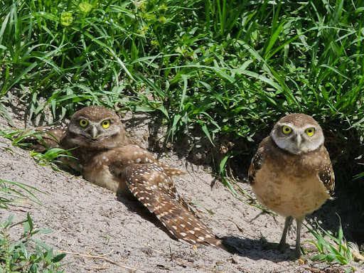 Park «Plantation Heritage Park», reviews and photos, 1100 S Fig Tree Ln, Plantation, FL 33317, USA