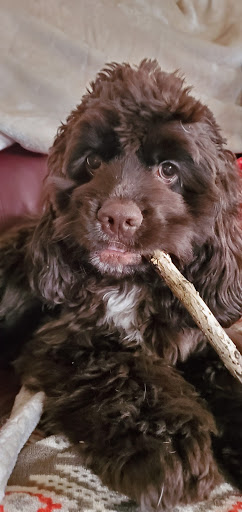 Pet Supply Store «Pet Supplies Plus», reviews and photos, 2424 W State St, Alliance, OH 44601, USA