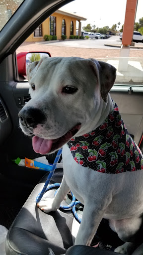 Pet Supply Store «Petco Animal Supplies», reviews and photos, 845 N Dobson Rd, Mesa, AZ 85201, USA