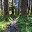 Hoh River Trail