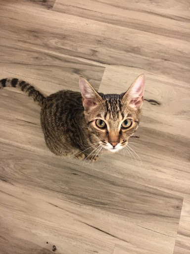 Pet Supply Store «Petco Animal Supplies», reviews and photos, 1835 E Guadalupe Rd #112, Tempe, AZ 85283, USA