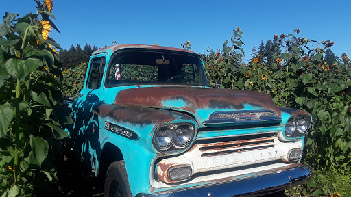 Pumpkin Patch «Rutledge Corn Maze LLC», reviews and photos, 302 93rd Ave SE, Olympia, WA 98501, USA