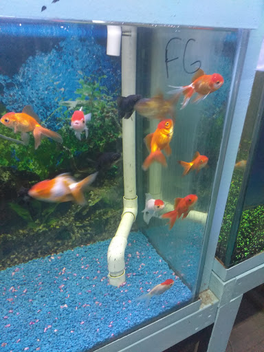 Pet Supply Store «D & D Pet Center», reviews and photos, 8813 Michigan Ave, Detroit, MI 48210, USA