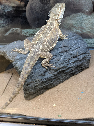 Pet Supply Store «Petco Animal Supplies», reviews and photos, 190 Quality Dr, Hooksett, NH 03106, USA