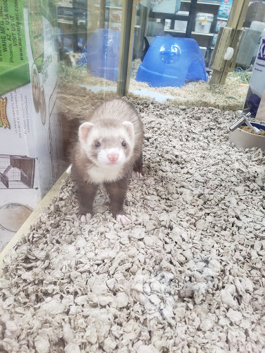 Pet Supply Store «Pet Supermarket», reviews and photos, 2959 N Druid Hills Rd NE, Atlanta, GA 30329, USA