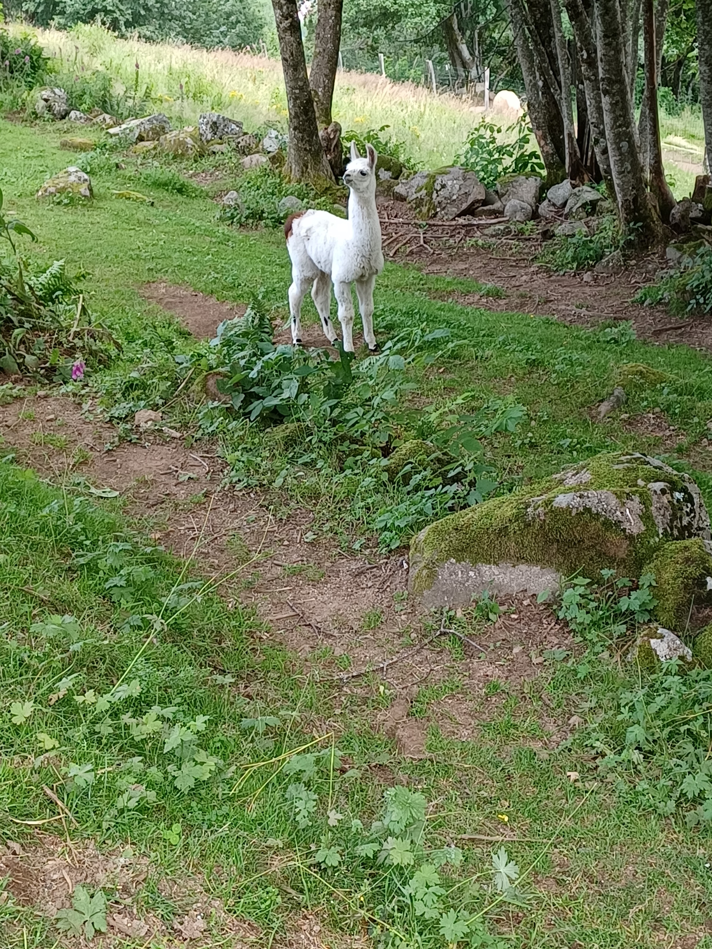 Photo n° 8 de l'avis de Luciole.� fait le 25/07/2021 à 15:59